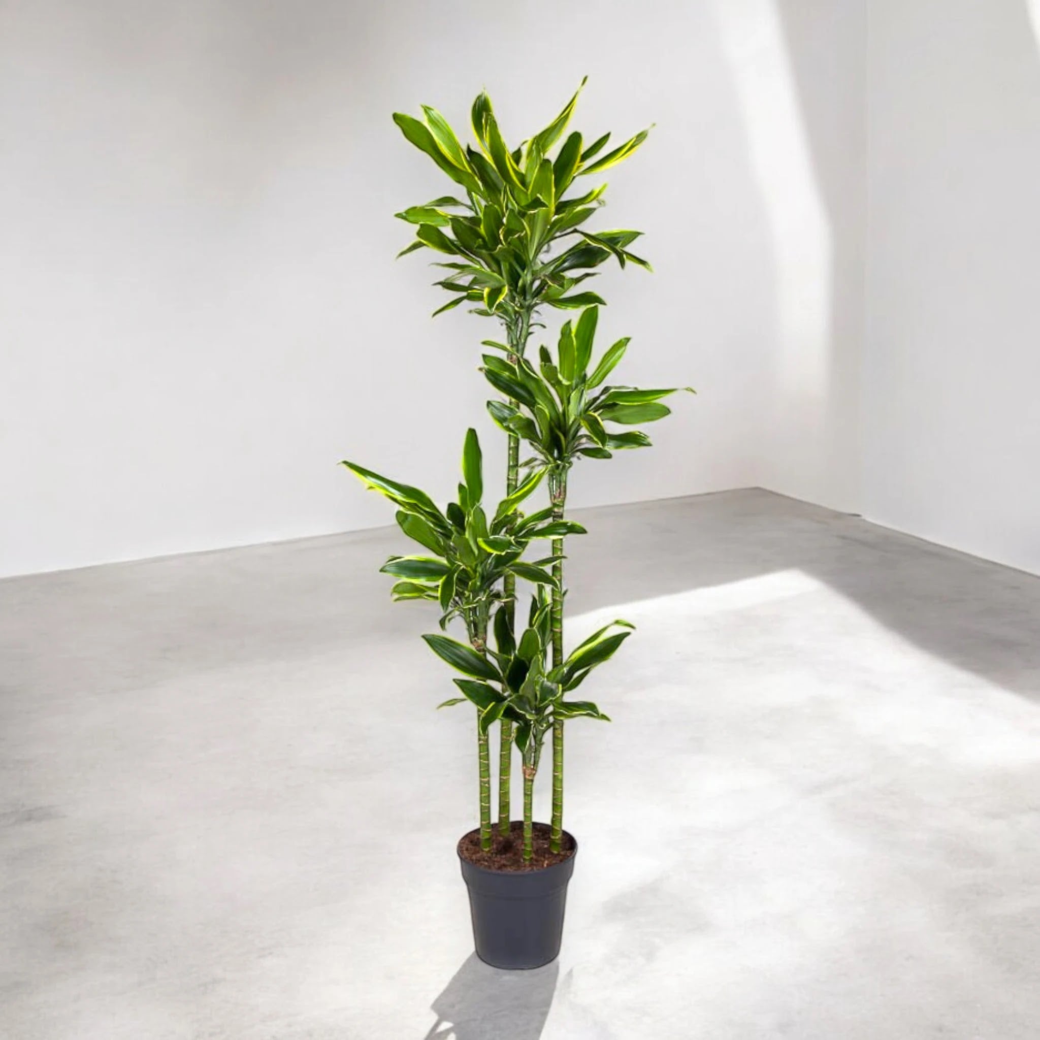 Dettaglio foglie Dracaena fragrans Golden Coast con striature dorate sui margini