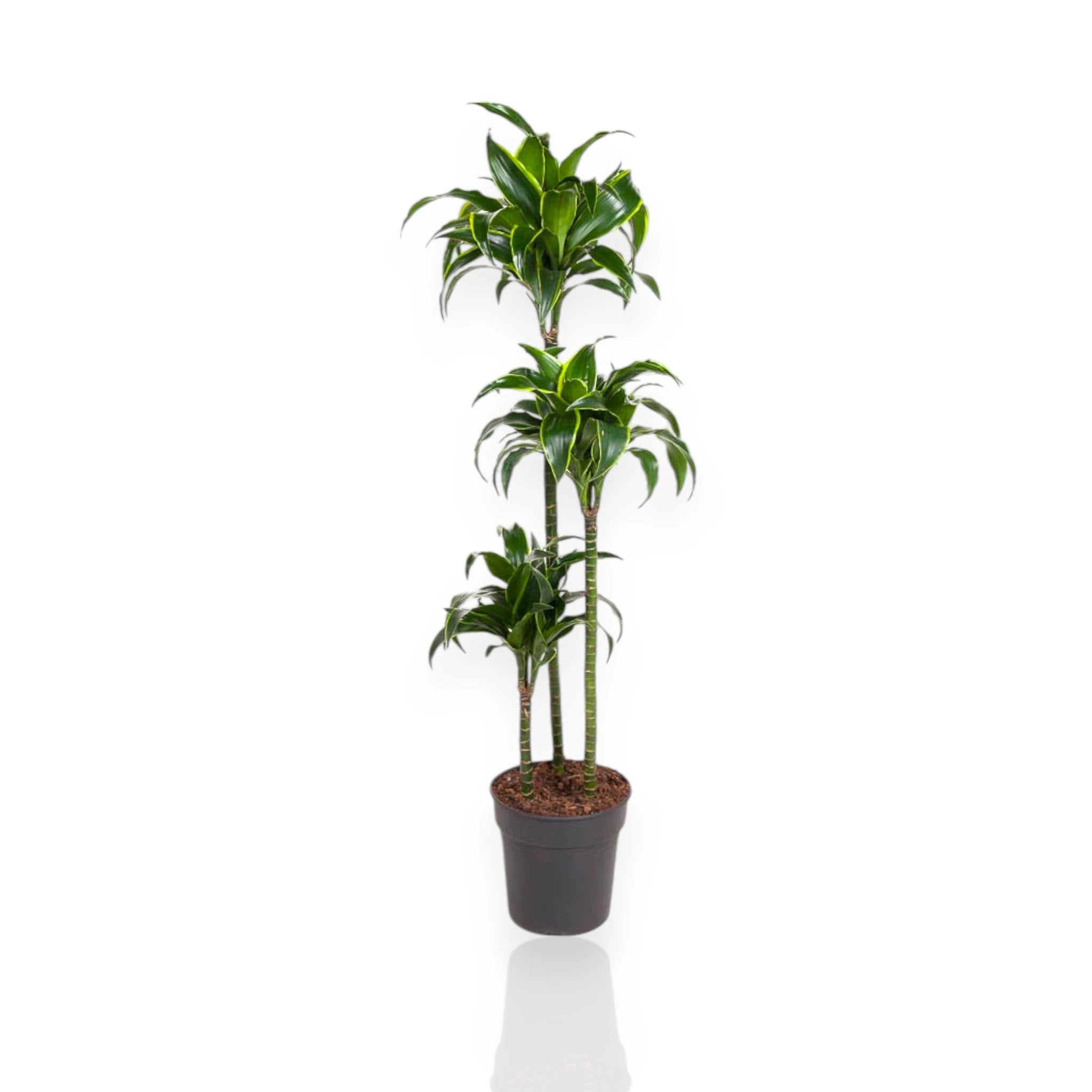 Dracaena fragrans 'Dorado'