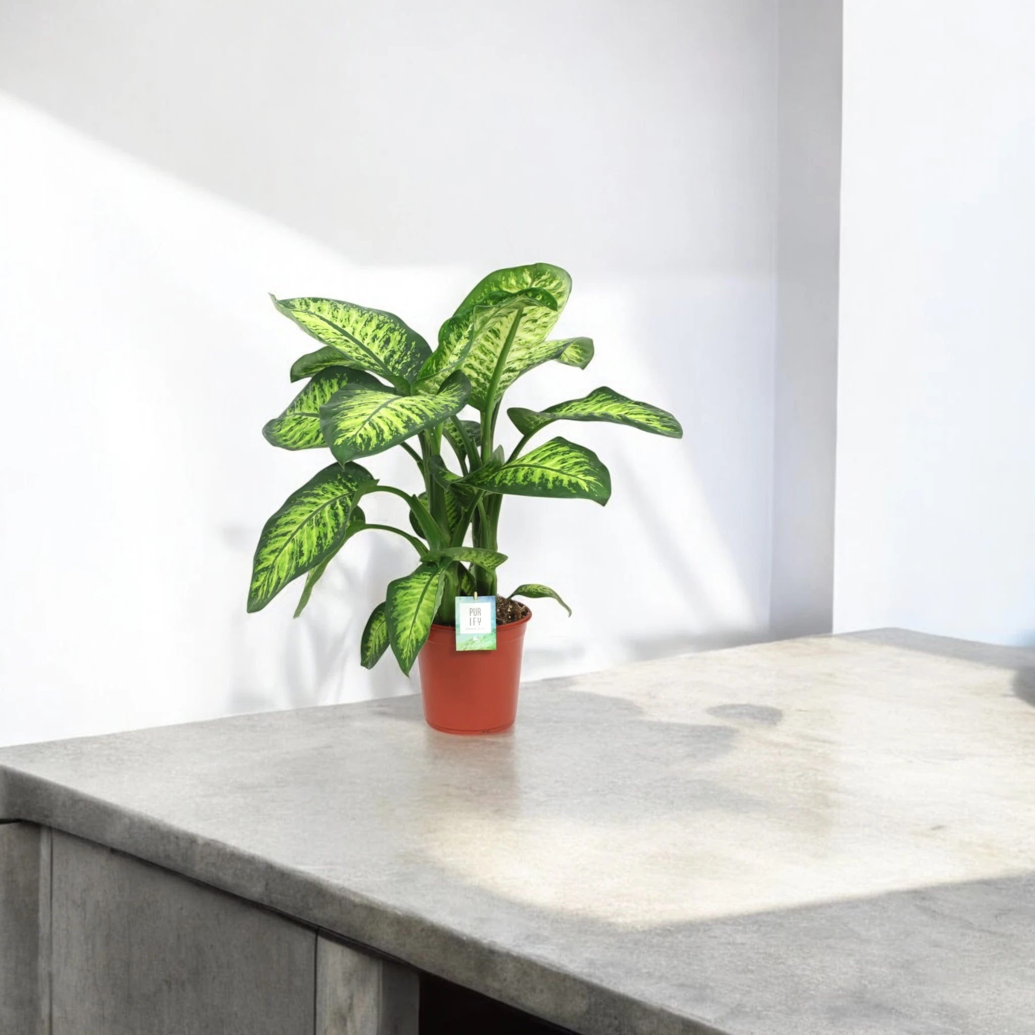 Dieffenbachia seguine 'Lemon tropic'