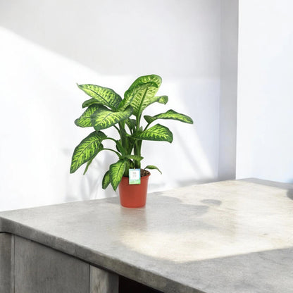 Dieffenbachia seguine 'Lemon tropic'