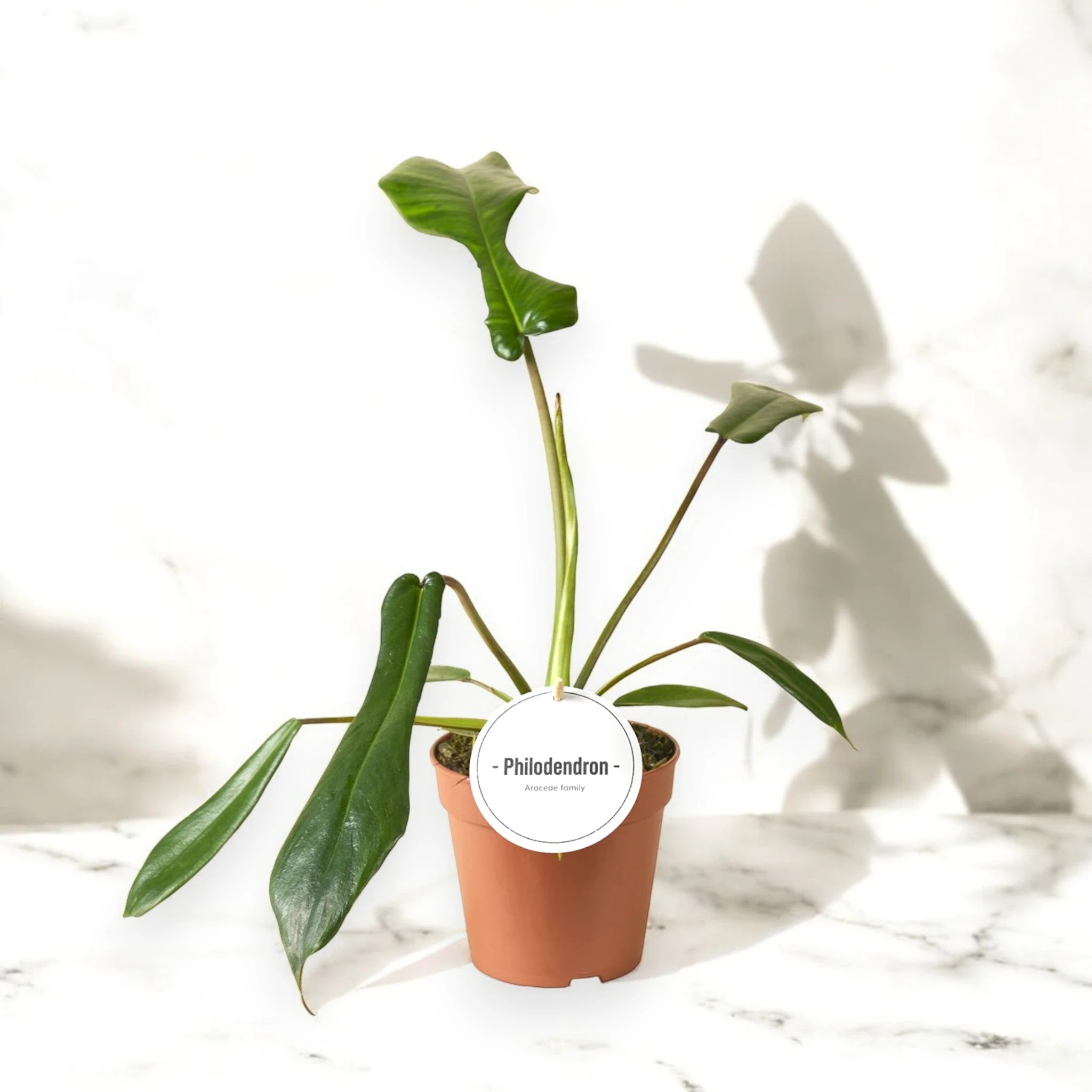 Dettaglio foglia Philodendron Joepii che mostra la forma unica e i margini profondamente incisi