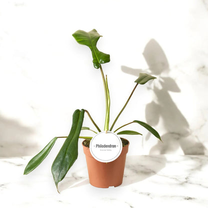 Dettaglio foglia Philodendron Joepii che mostra la forma unica e i margini profondamente incisi