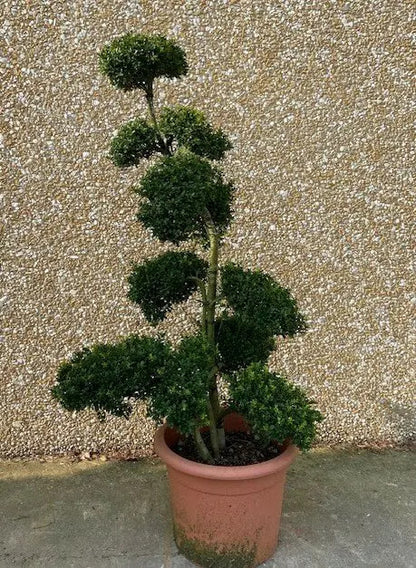 Agrifoglio - Ilex crenata 'Kinme'
