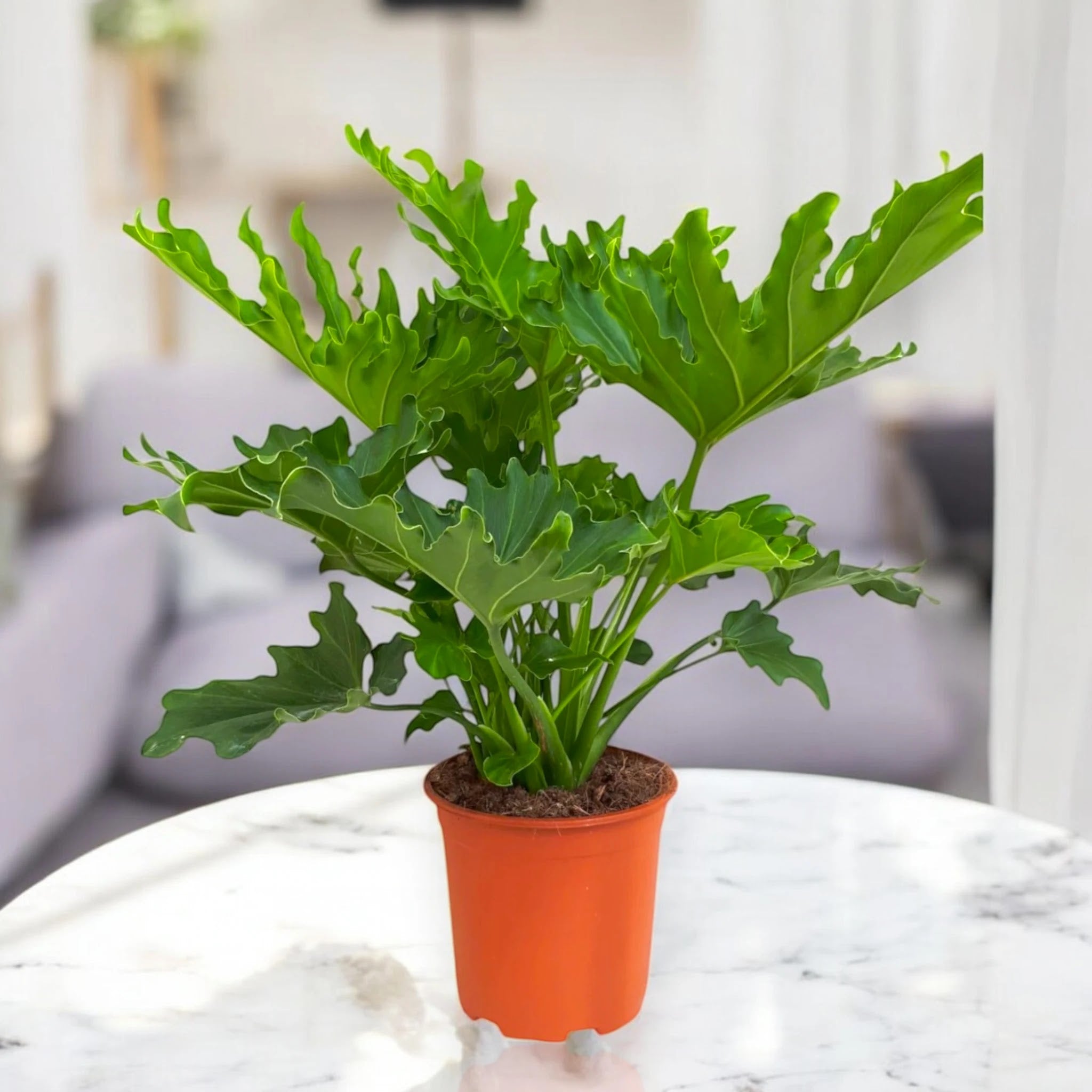 Philodendron 'Little hope'