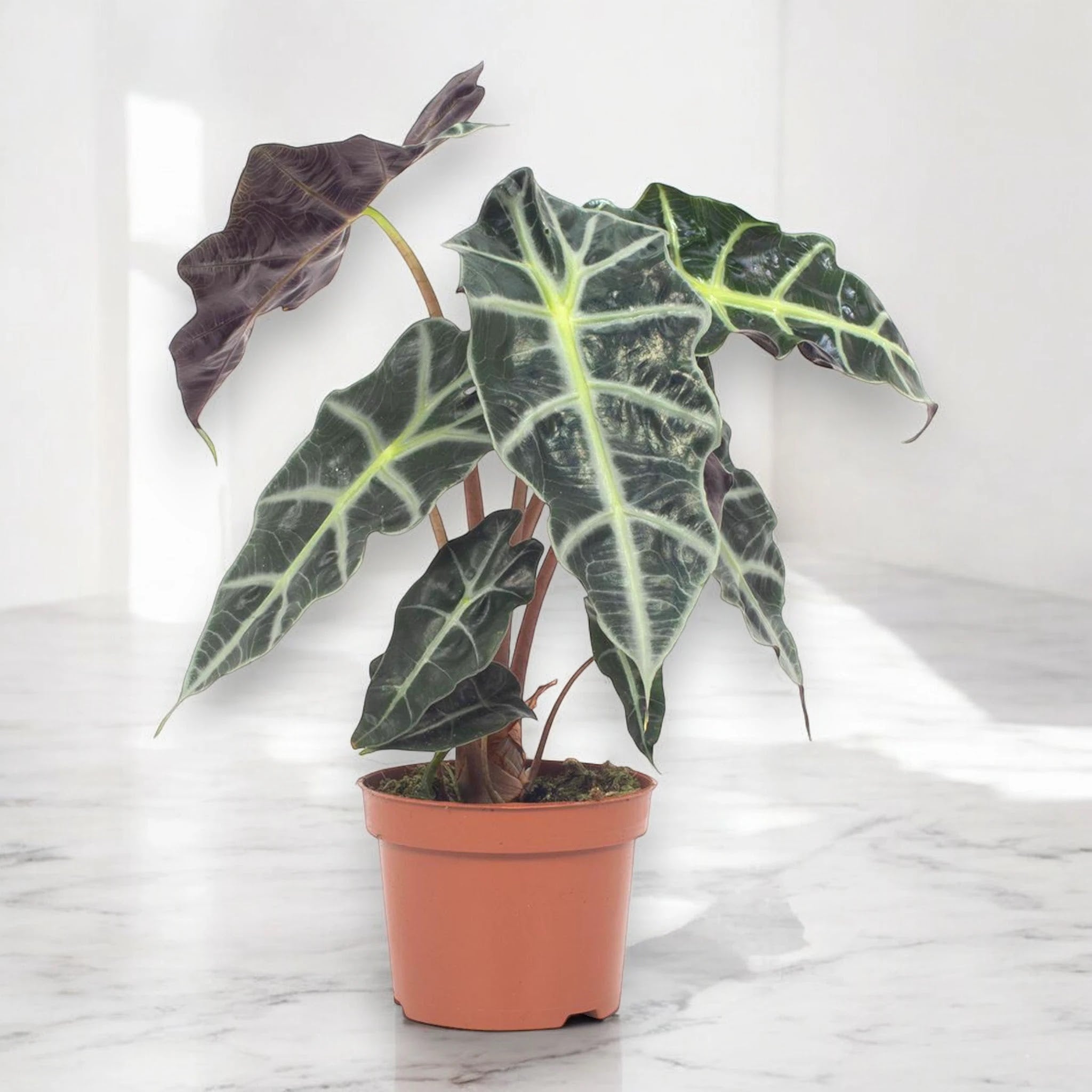 Alocasia 'Polly'