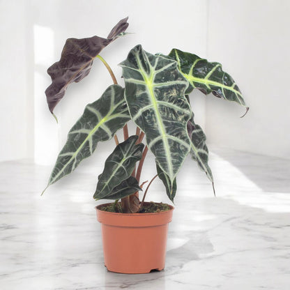 Alocasia 'Polly'