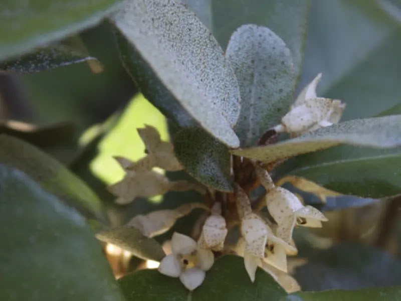 Elaeagnus × ebbingei