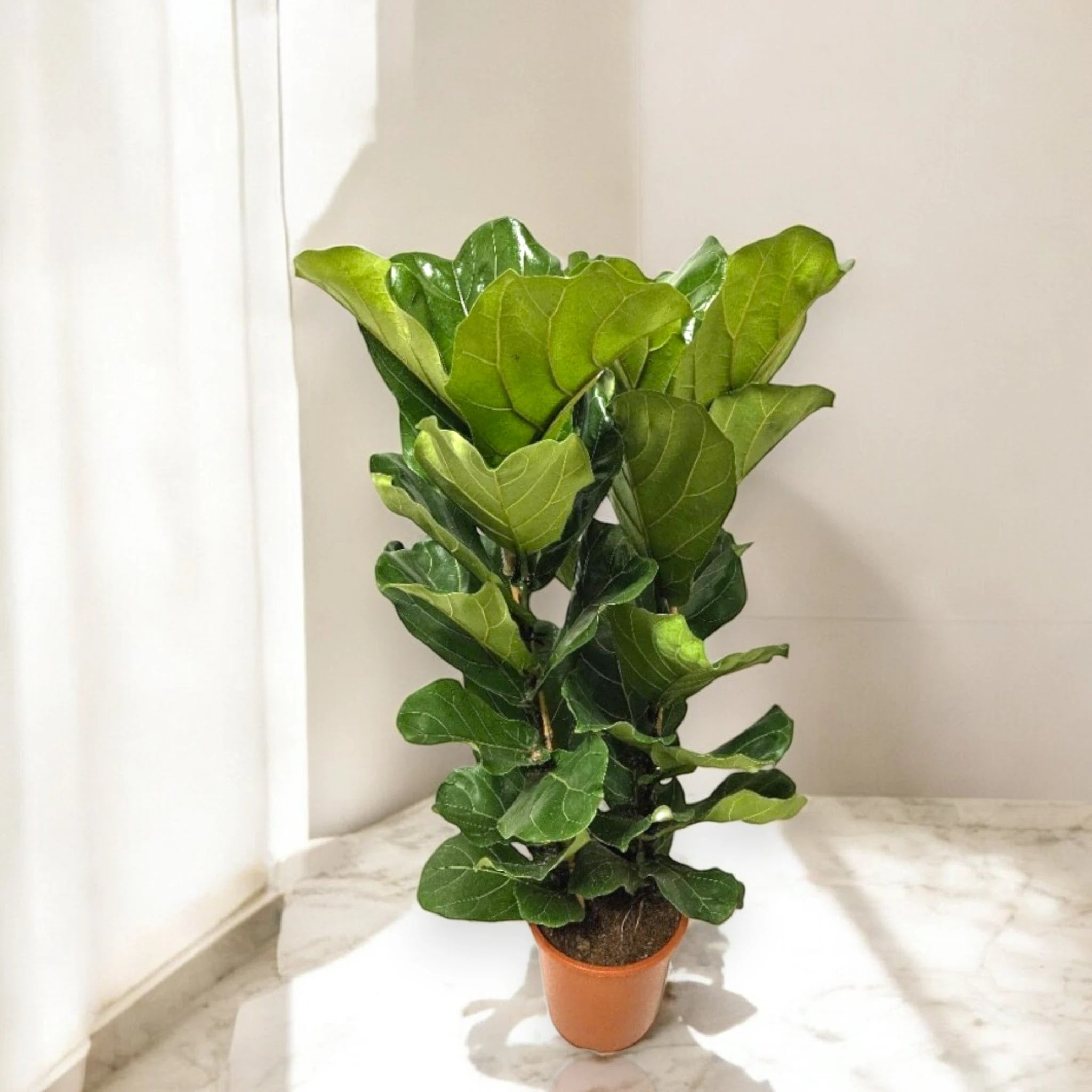 Ficus lyrata