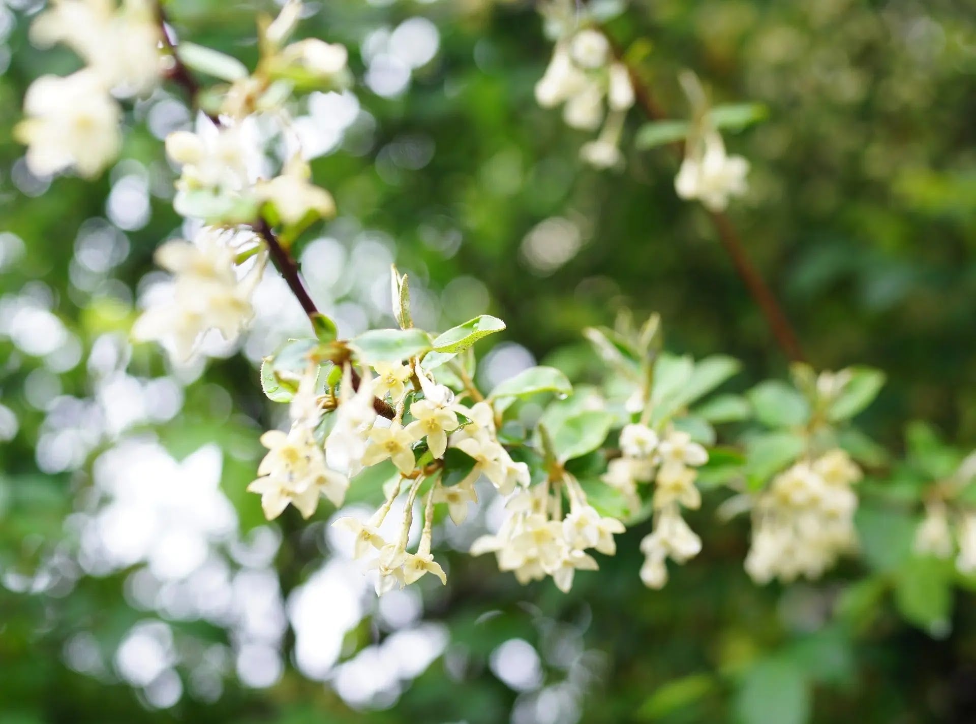 Elaeagnus ebbingei Compacta arbusto sempreverde con fogliame verde-argenteo in giardino