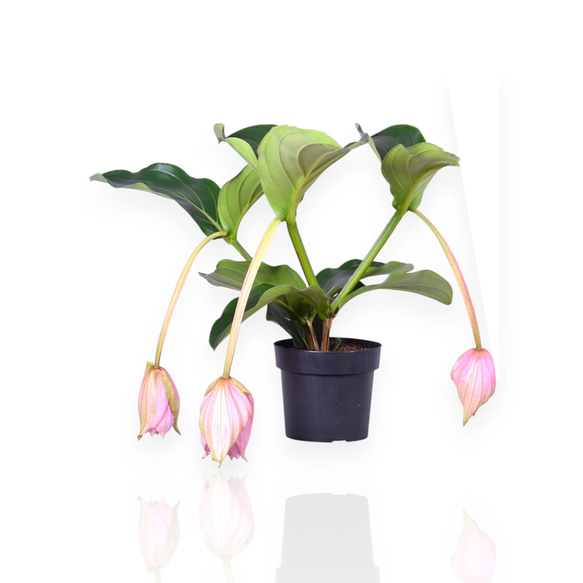 Medinilla magnifica