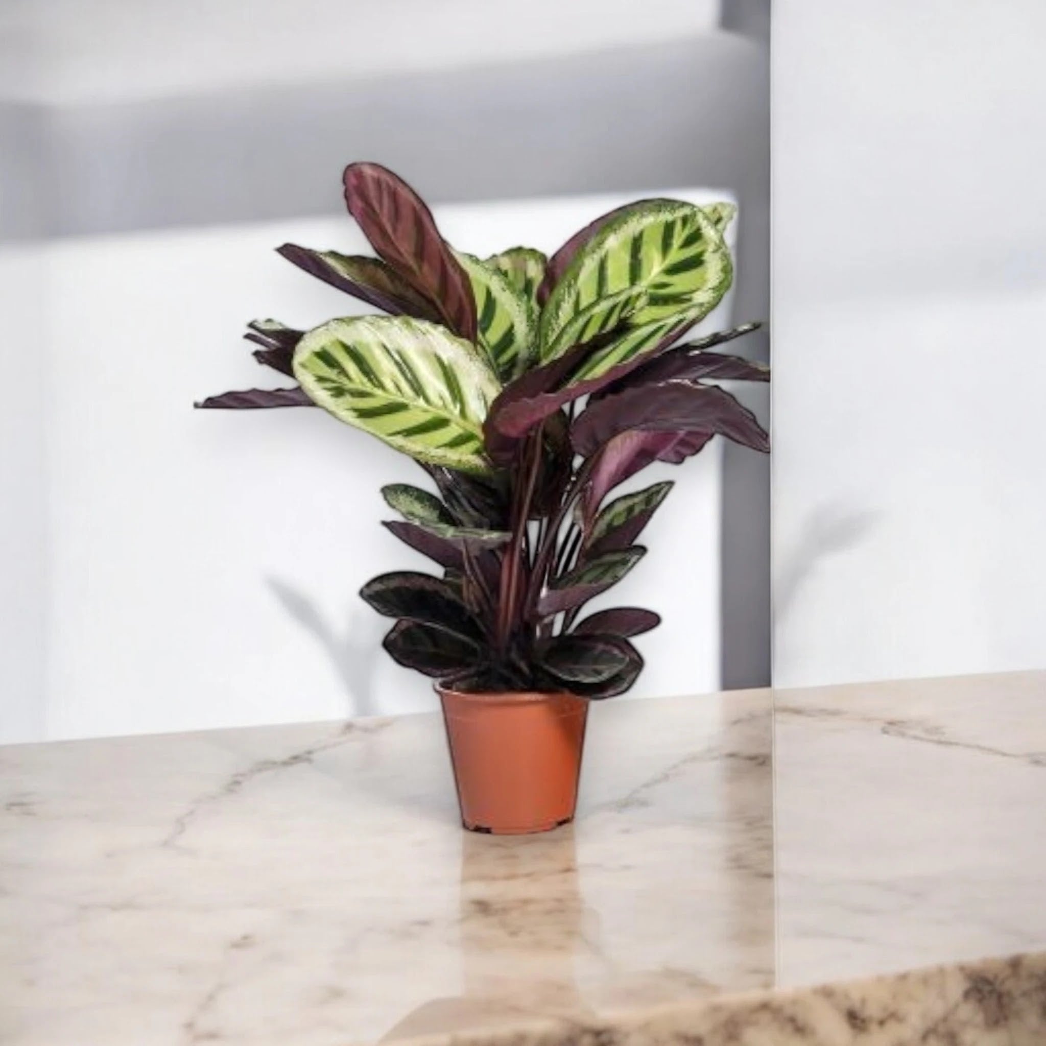 Calathea roseopicta 'Angela'