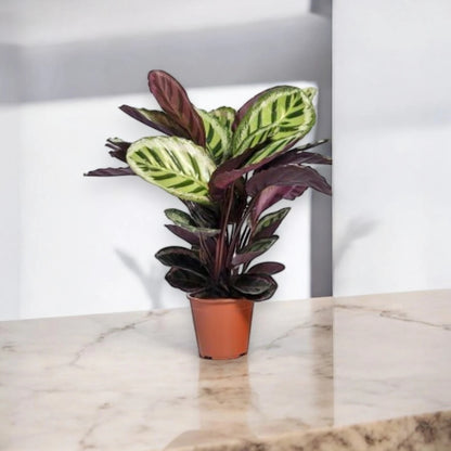 Calathea roseopicta 'Angela'
