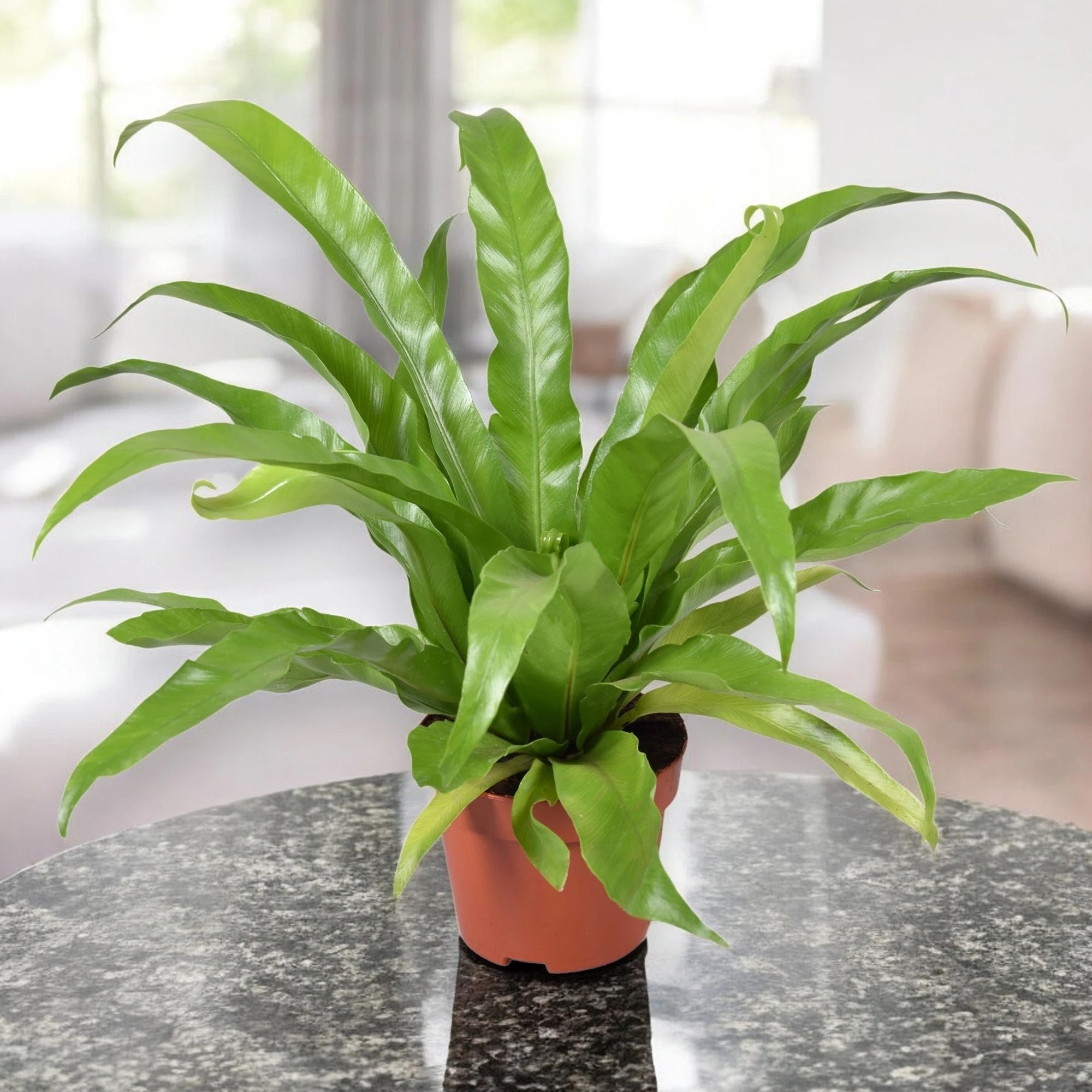 Asplenium antiquum
