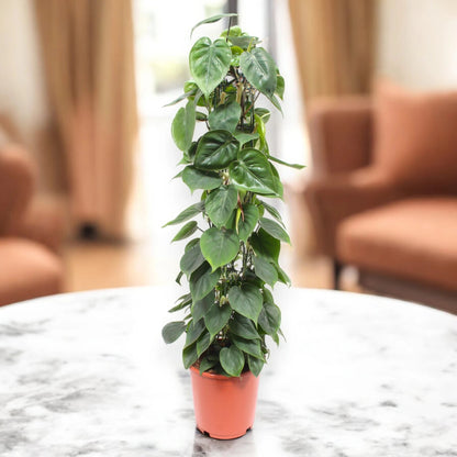 Philodendron scandens