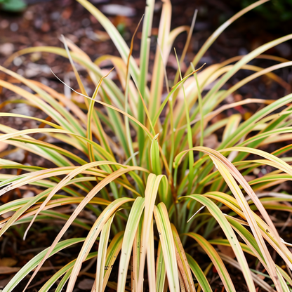 Tappeto di Hakonechloa macra in zona di mezz'ombra