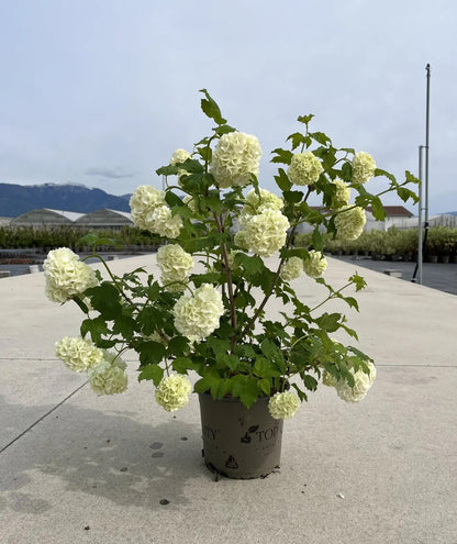 Dettaglio fiori bianchi globosi e foglie lobate di Viburnum opulus Roseum