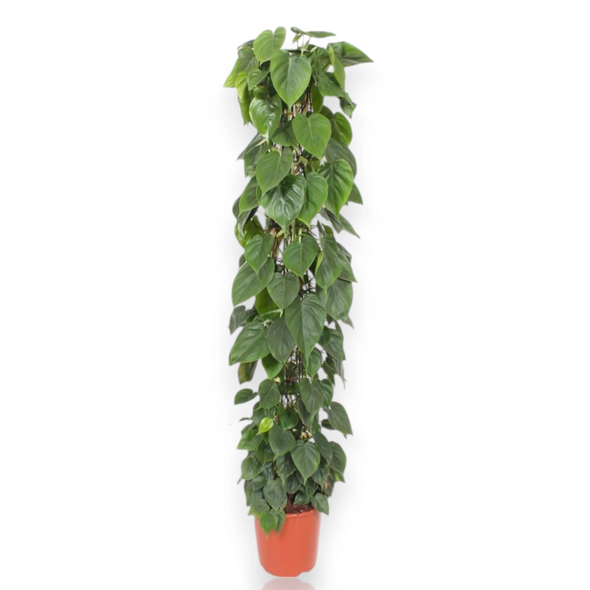Philodendron scandens