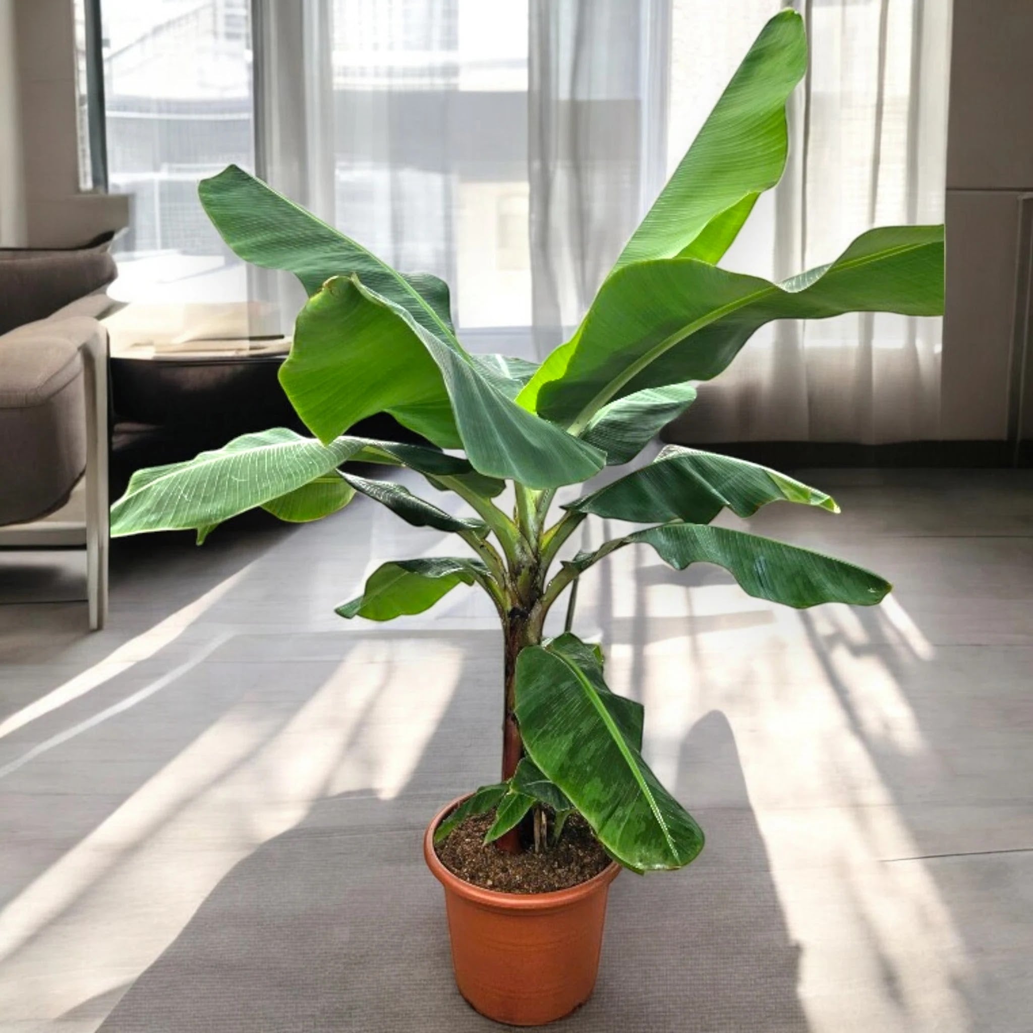 Musa 'Dwarf Cavendish'