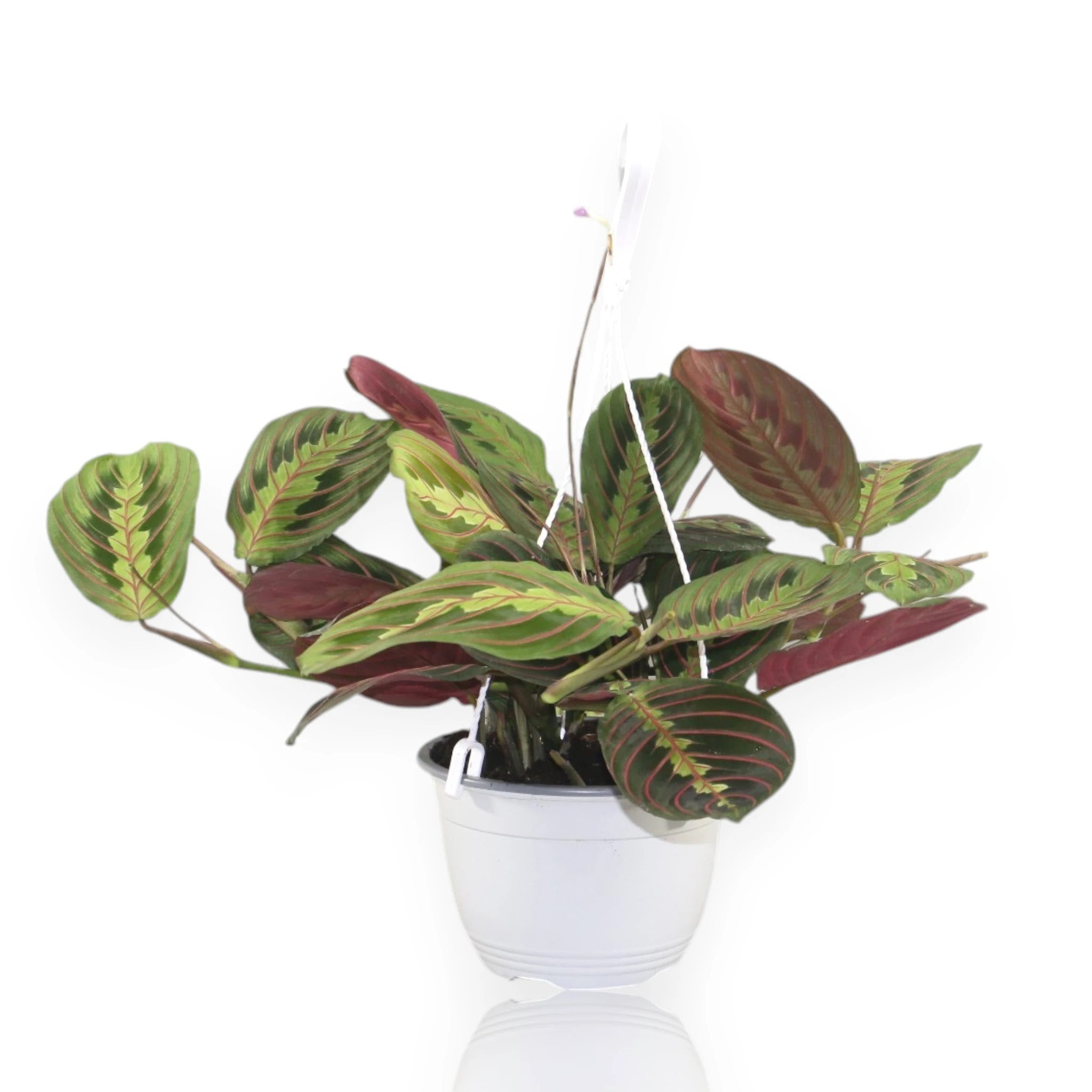 Maranta leuconeura Fascinator con foglie verdi e nervature rosse brillanti in vaso decorativo da interno