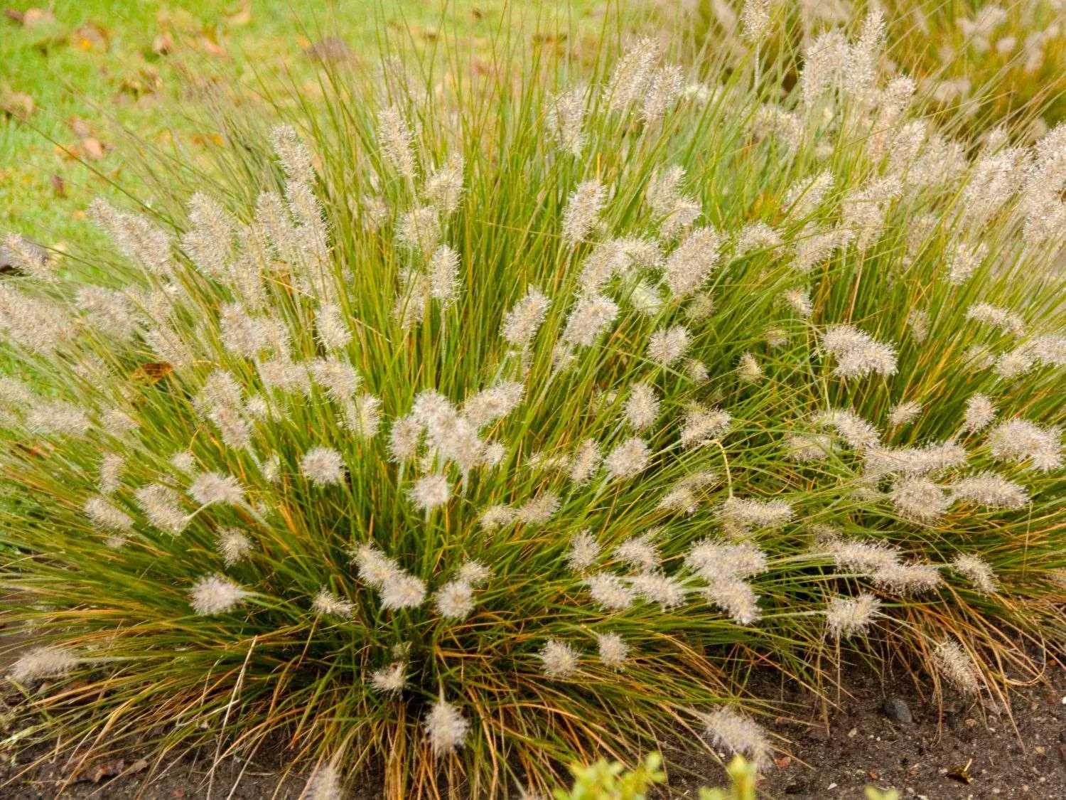 Pennisetum alopecuroides Little Bunny con cespo compatto e spighe piumose gialle in giardino