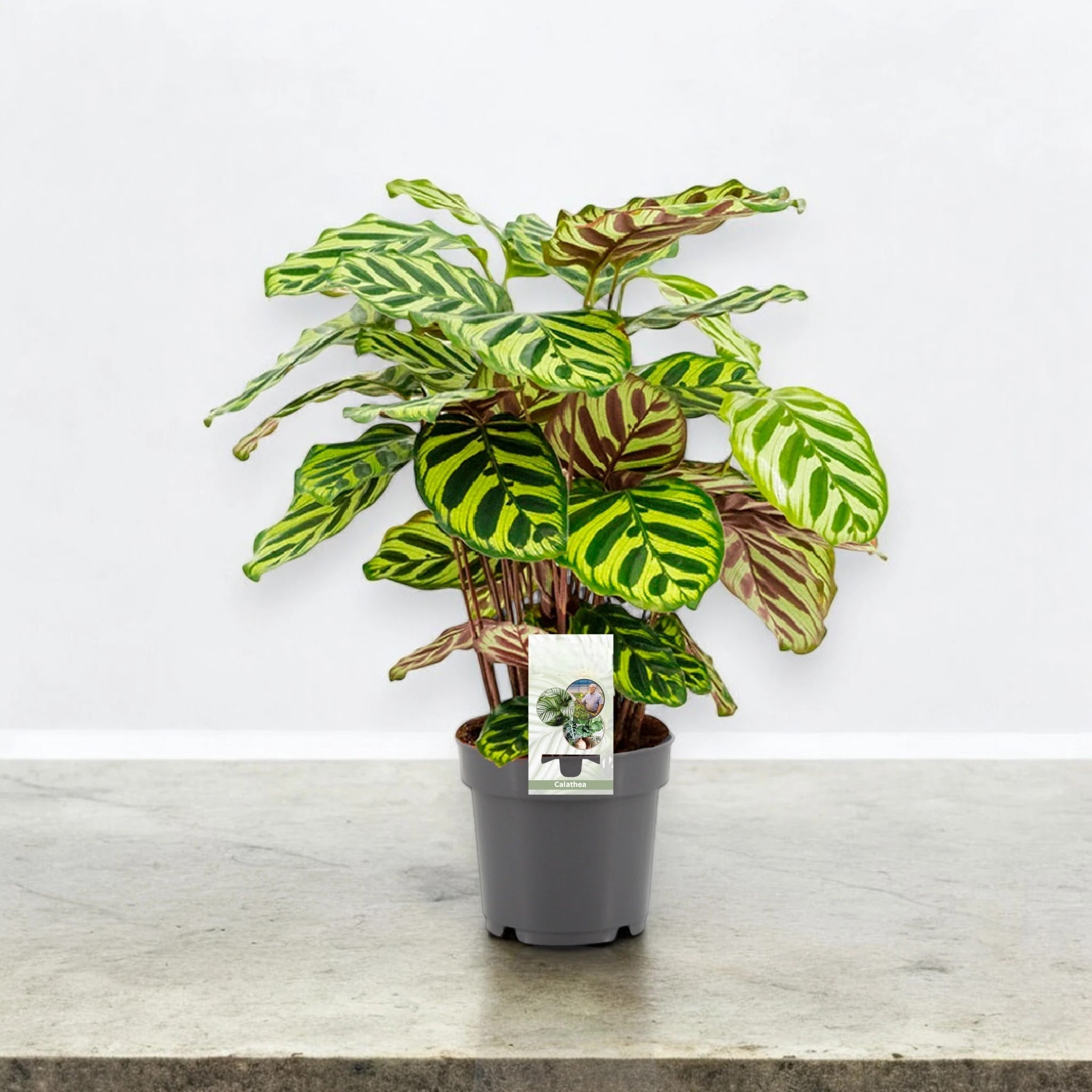 Calathea makoyana