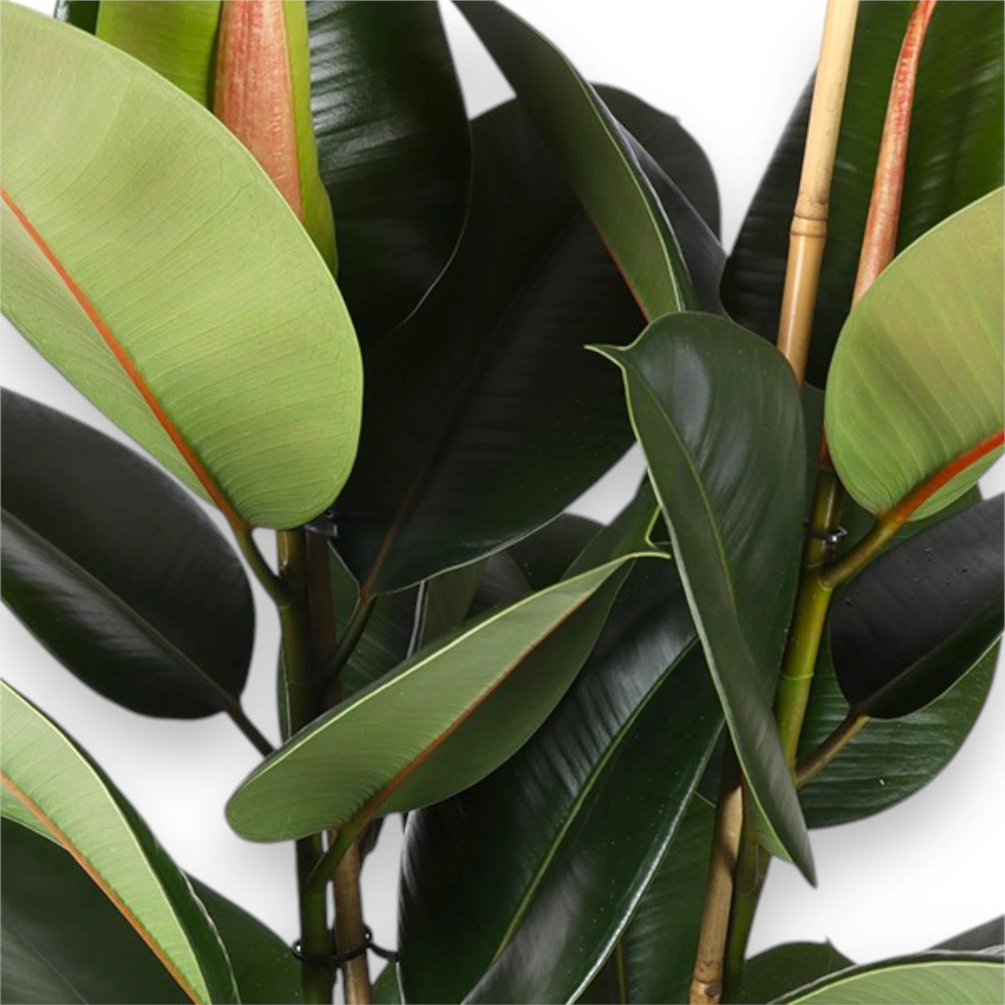 Ficus elastica 'Robusta'