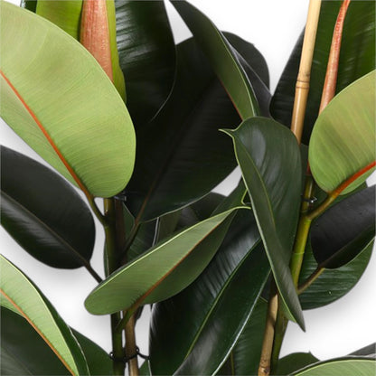 Ficus elastica 'Robusta'