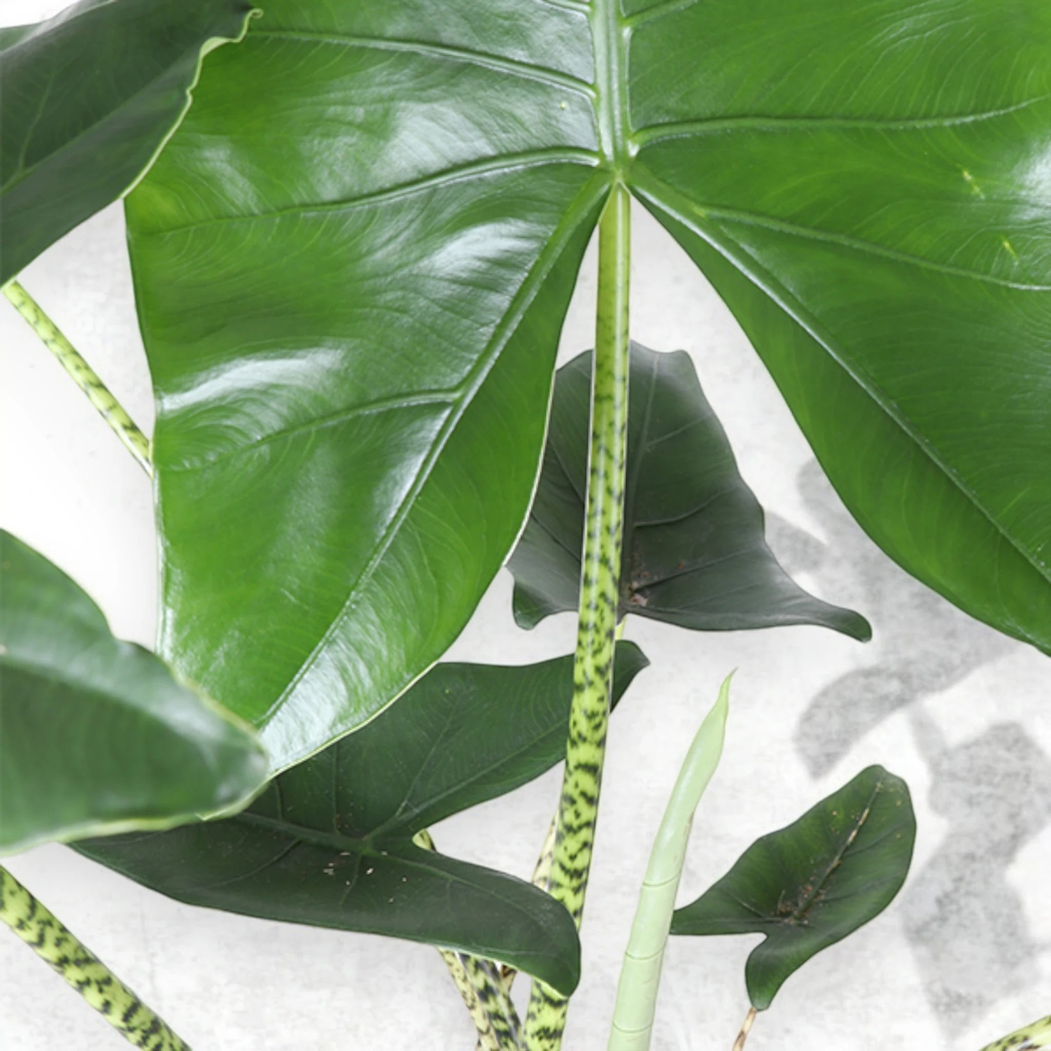 Alocasia zebrina
