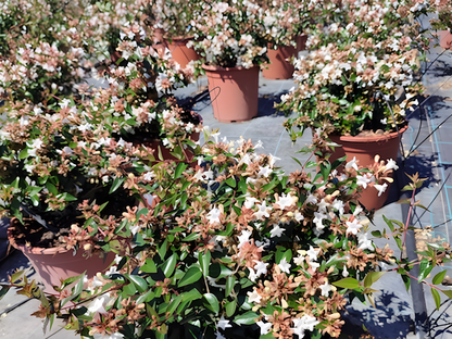 Abelia grandiflora