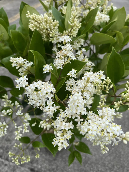 Ligustro - Ligustrum texanum