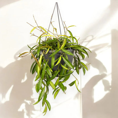 Hoya wayetii
