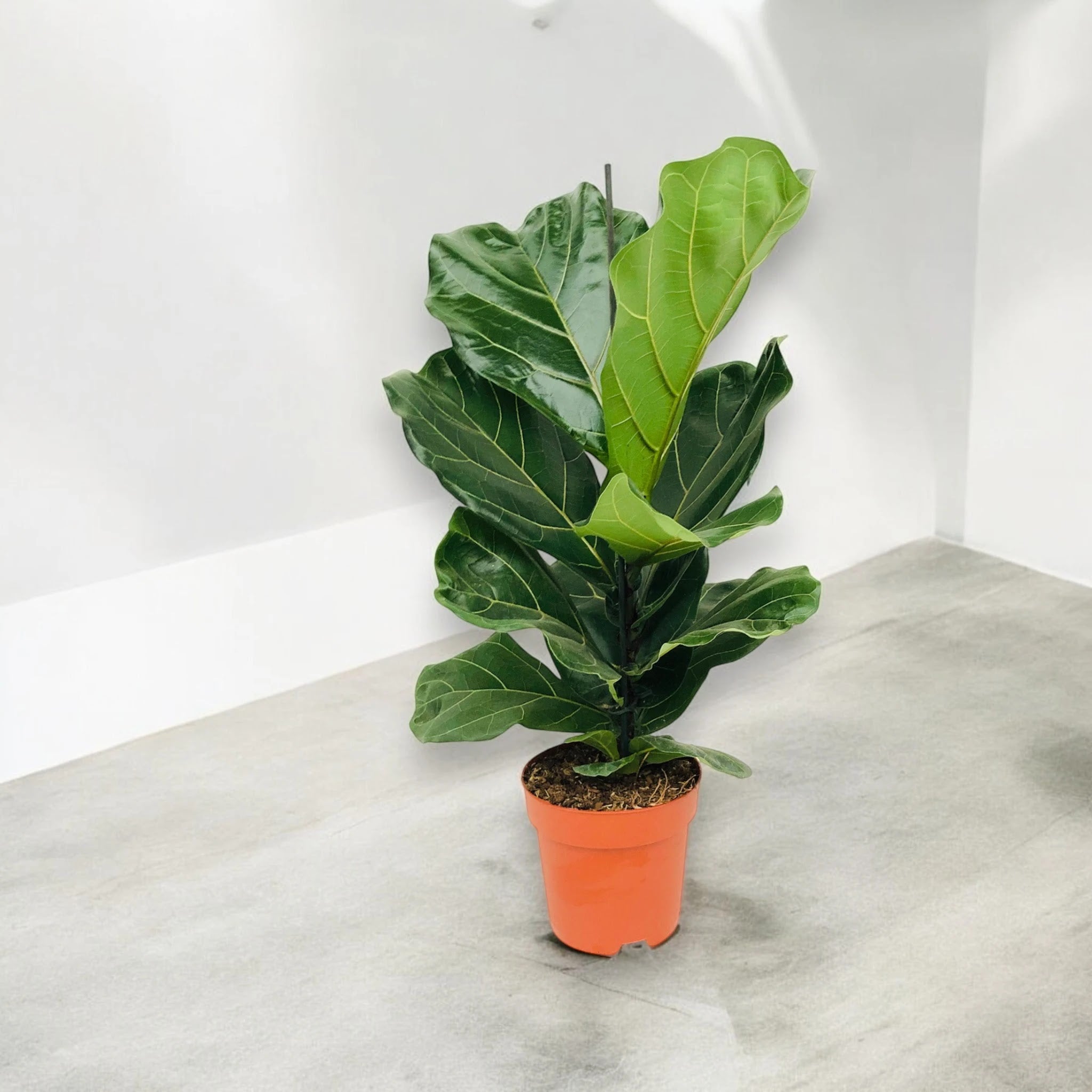 Ficus lyrata