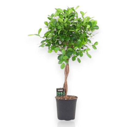 Ficus microcarpa 'Moclame'