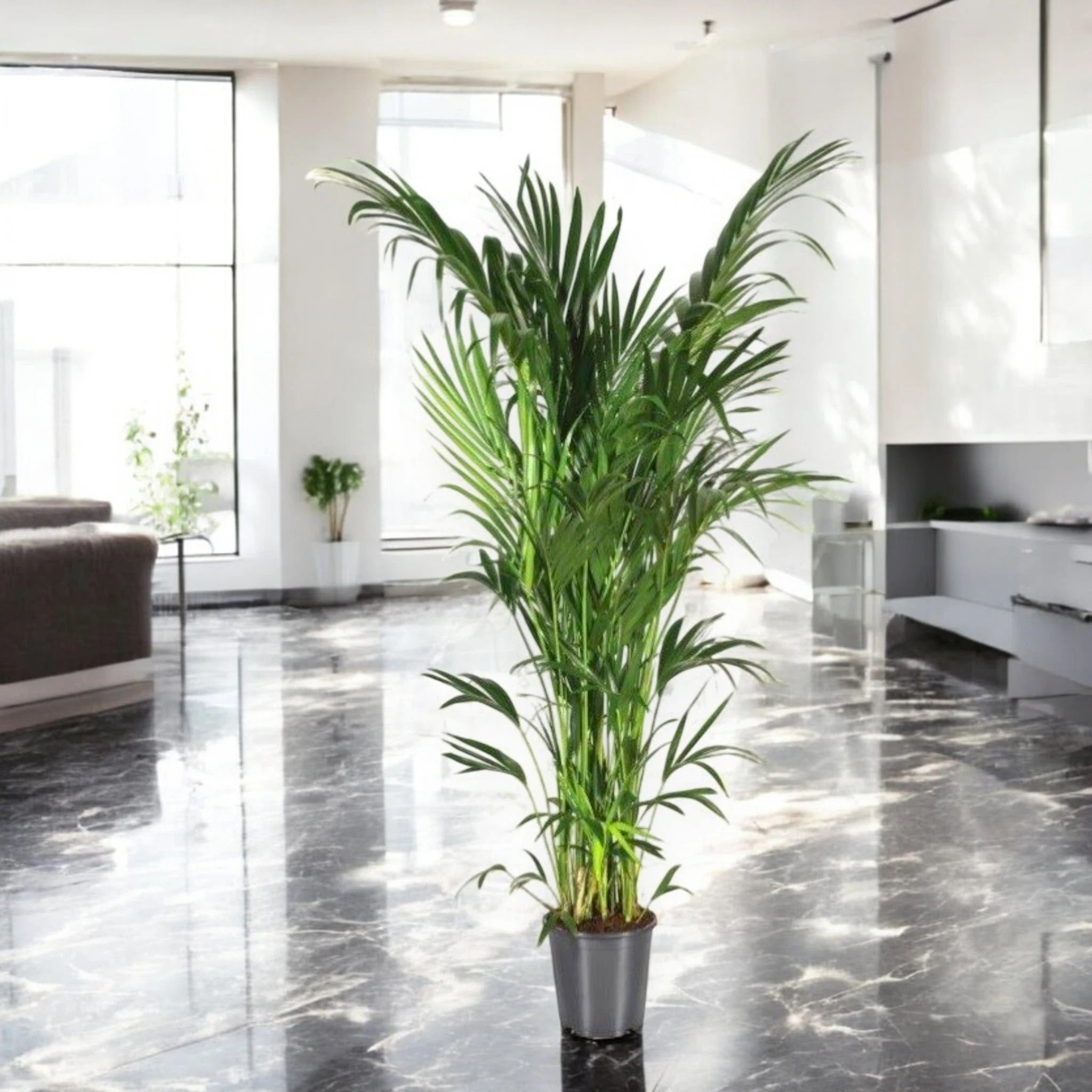 Howea forsteriana (Kentia)