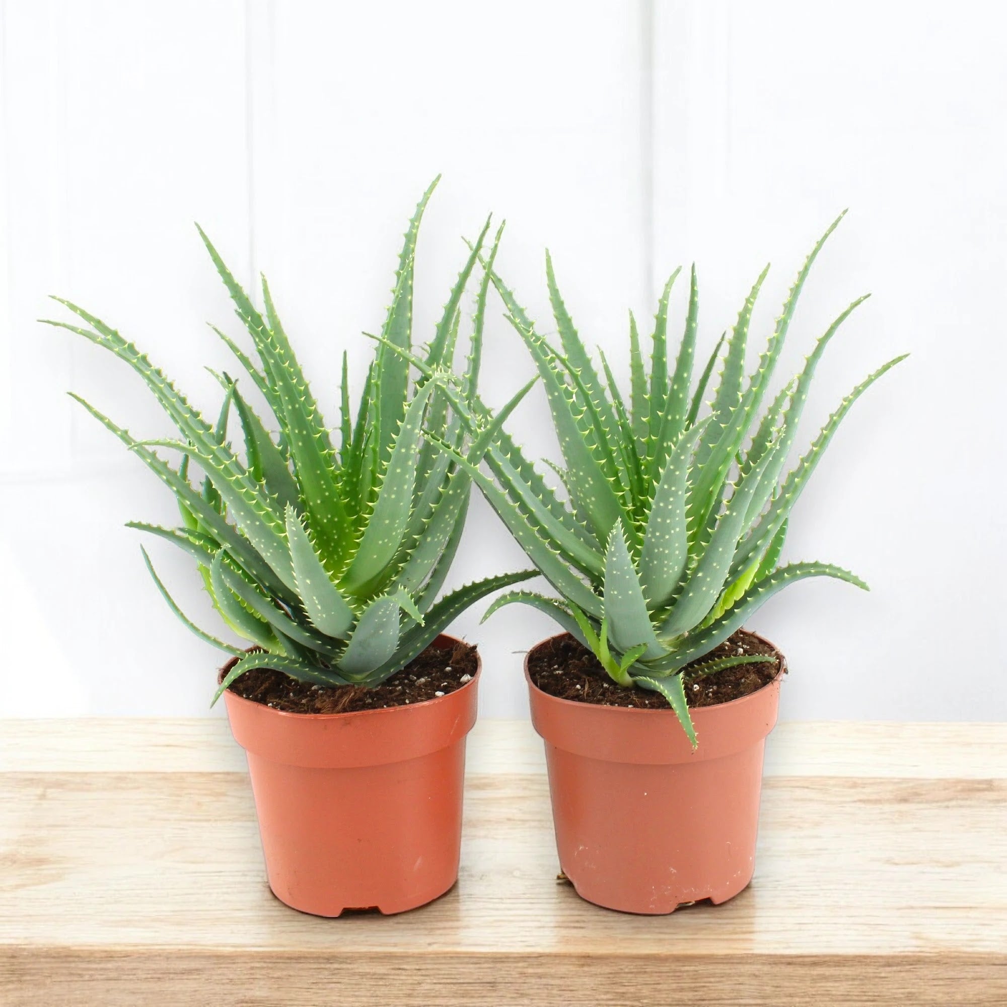 Aloe arborescens