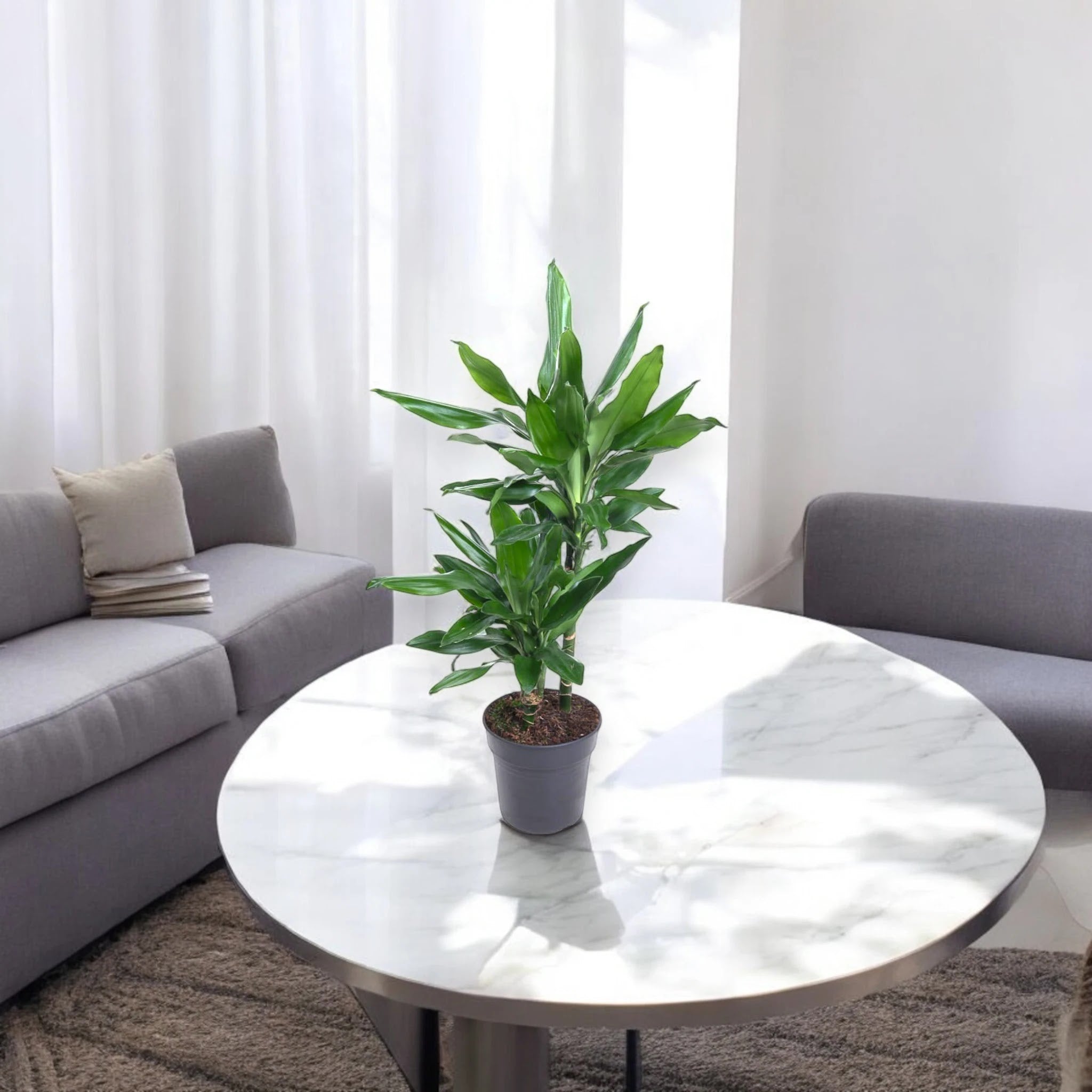Dracaena fragrans 'Janet Lind'