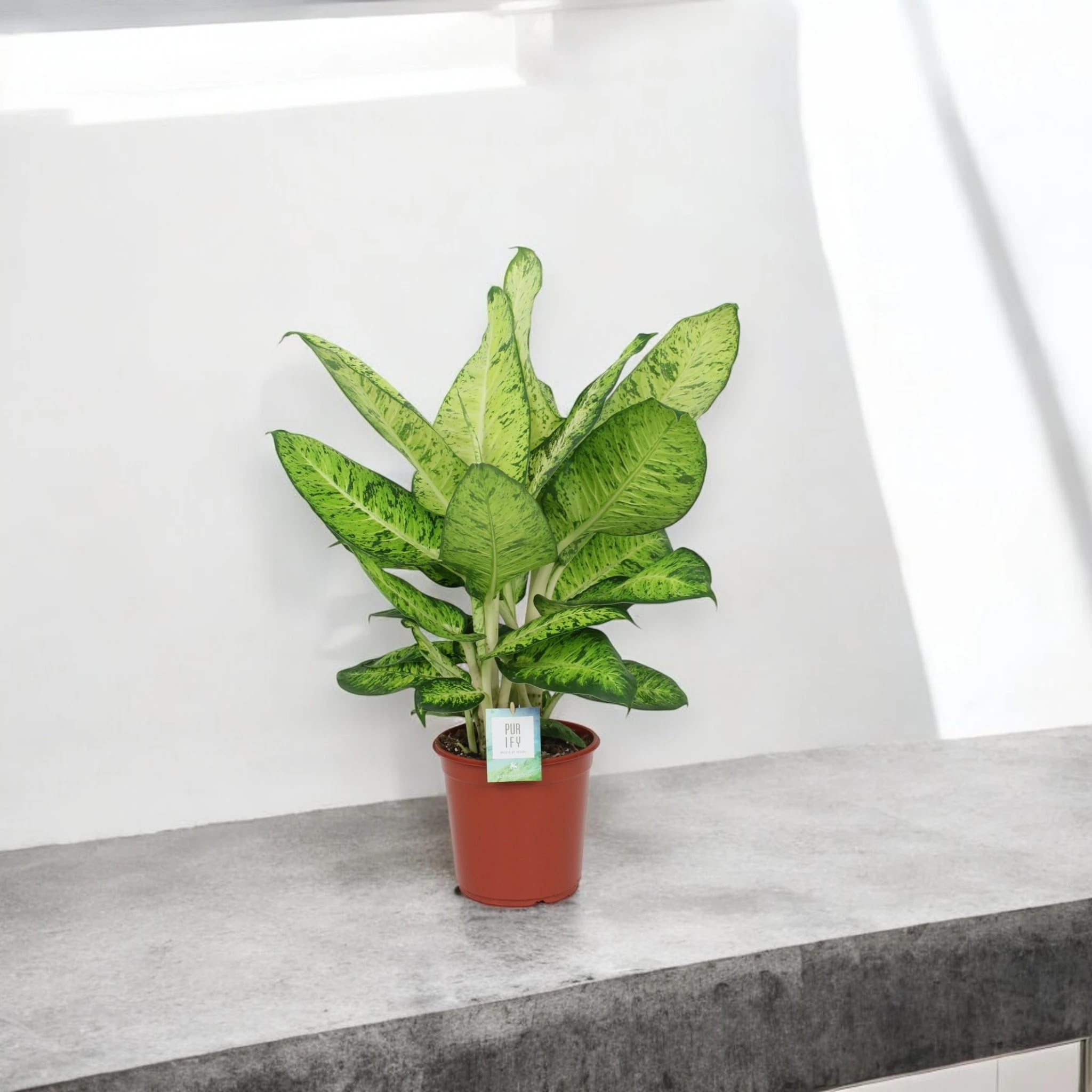 Dieffenbachia 'White Amazon'