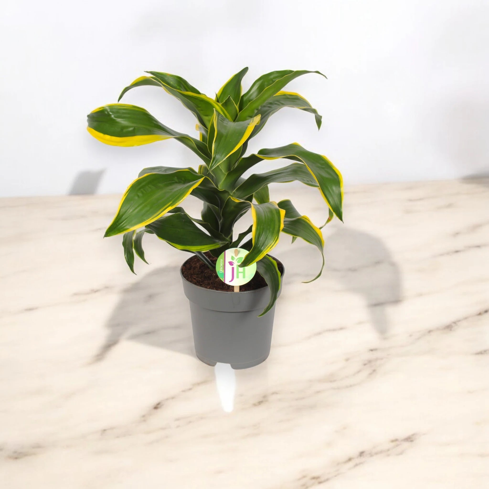 Dracaena fragrans 'Dorado'