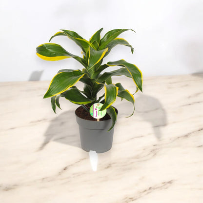 Dracaena fragrans 'Dorado'
