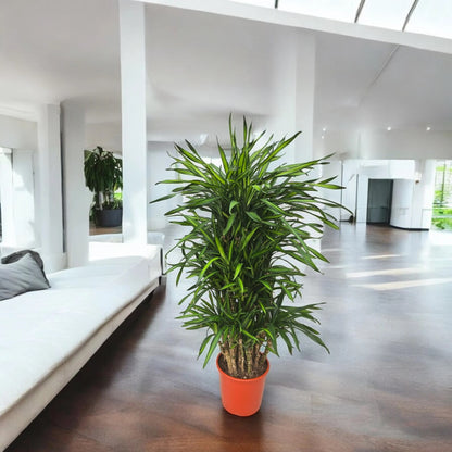 Dracaena fragrans 'Riki'