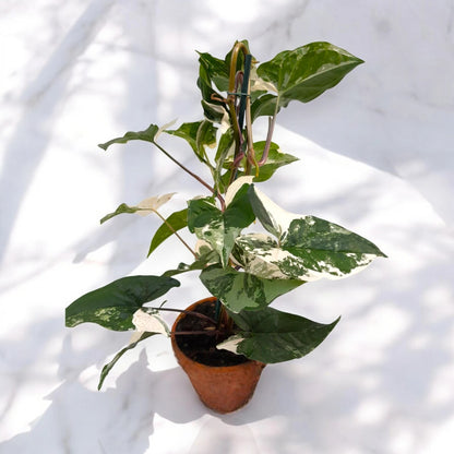 Syngonium variegata 'Alba'