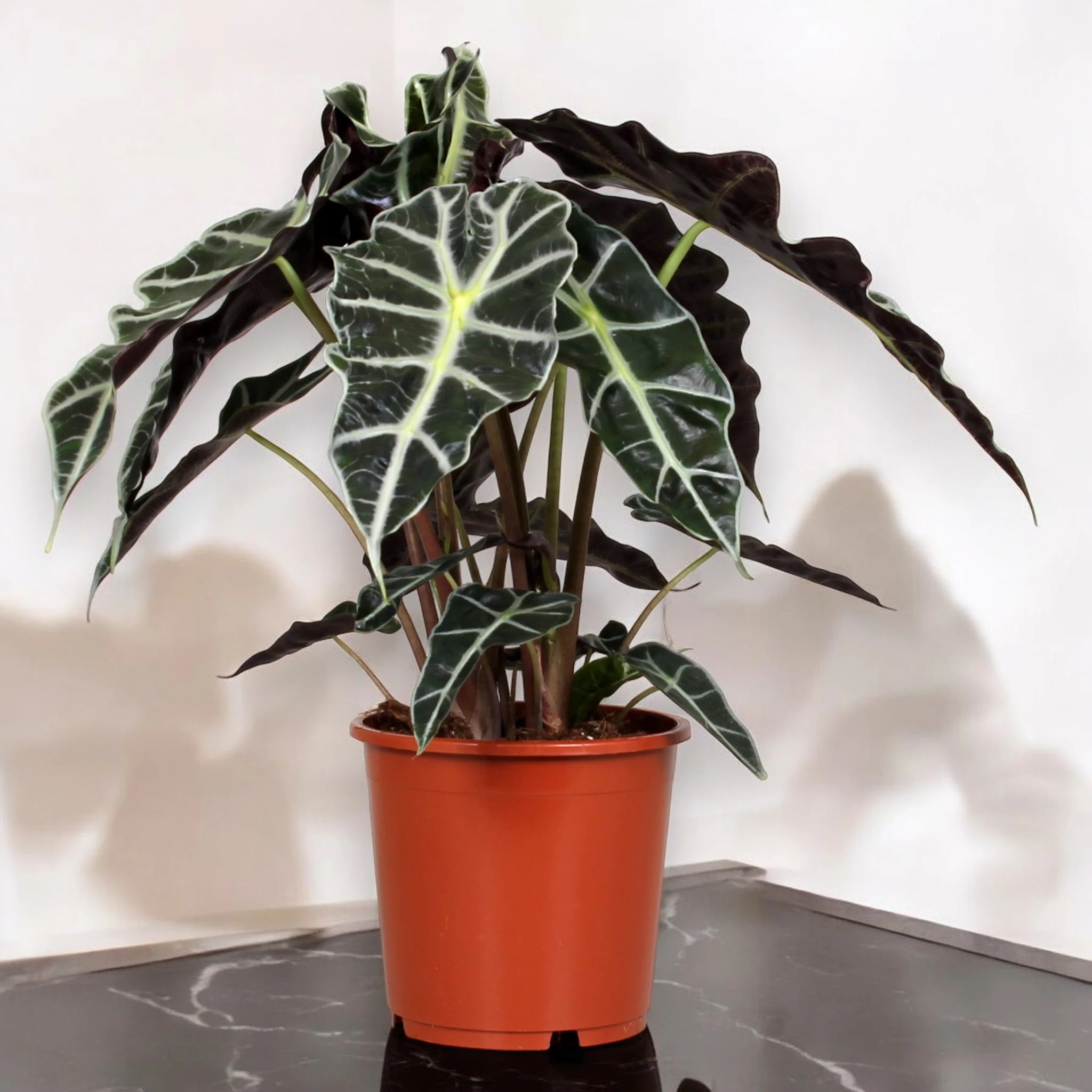Alocasia 'Polly'