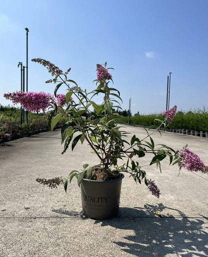 Dettaglio fiori rosa-lilla profumati di Buddleja Pink Delight con farfalla che si nutre