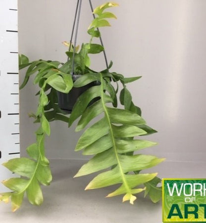 Epiphyllum chrysocardium con fusti piatti ricadenti in vaso da interno