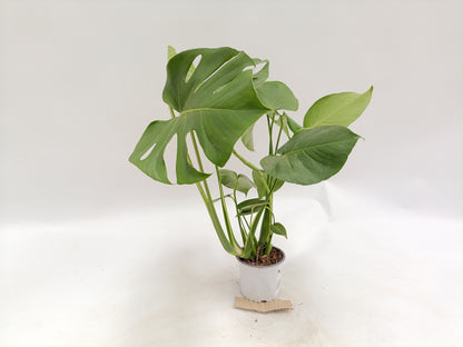 Monstera deliciosa