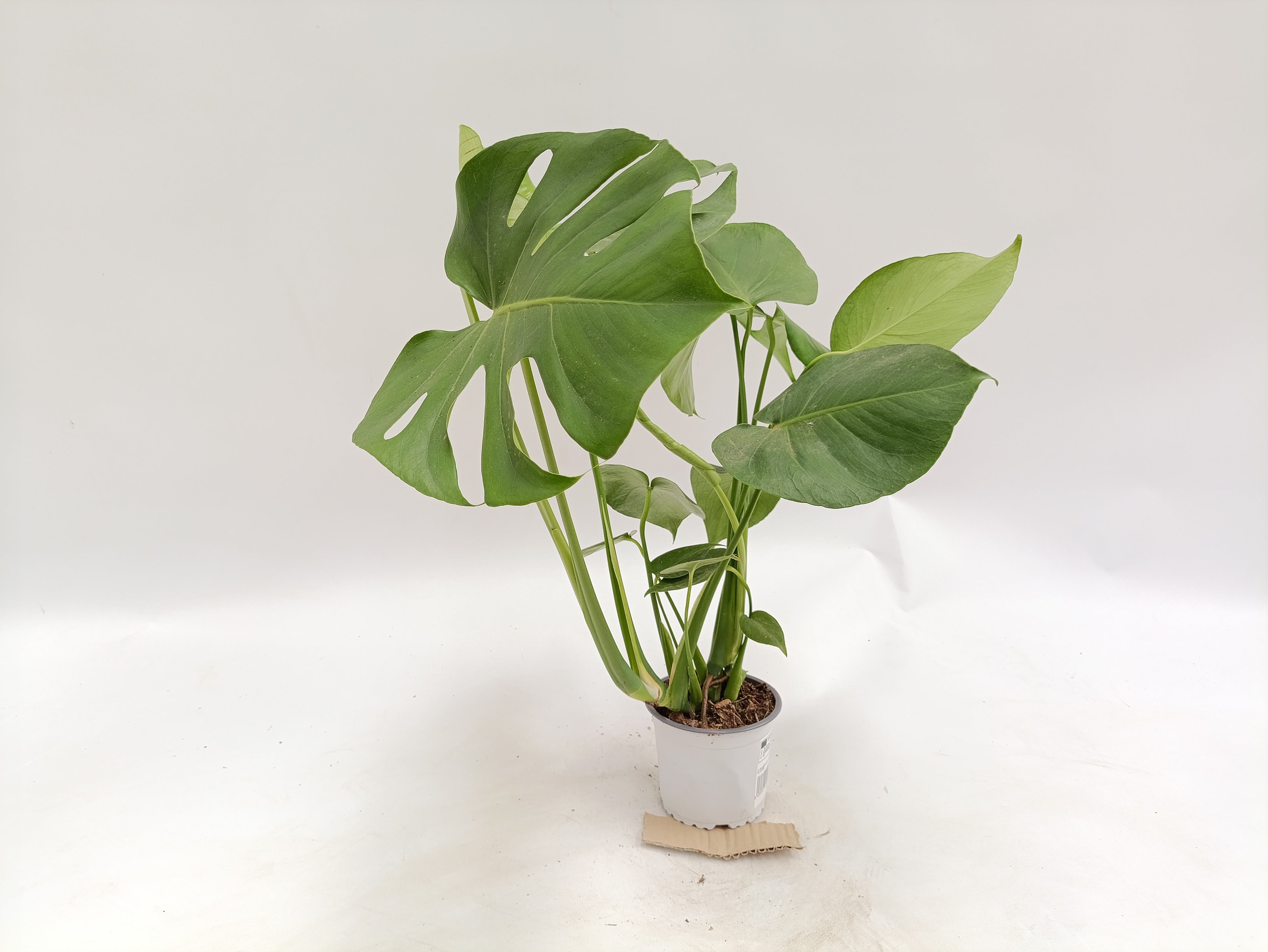 Monstera deliciosa