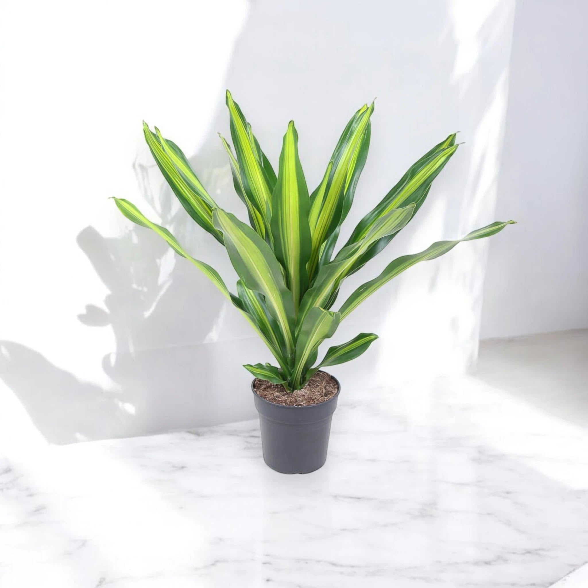 Dracaena fragrans 'Burley'