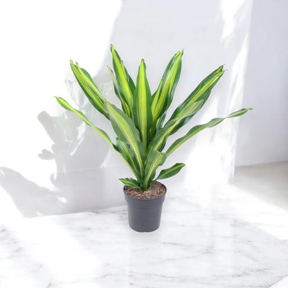Dracaena fragrans 'Burley'