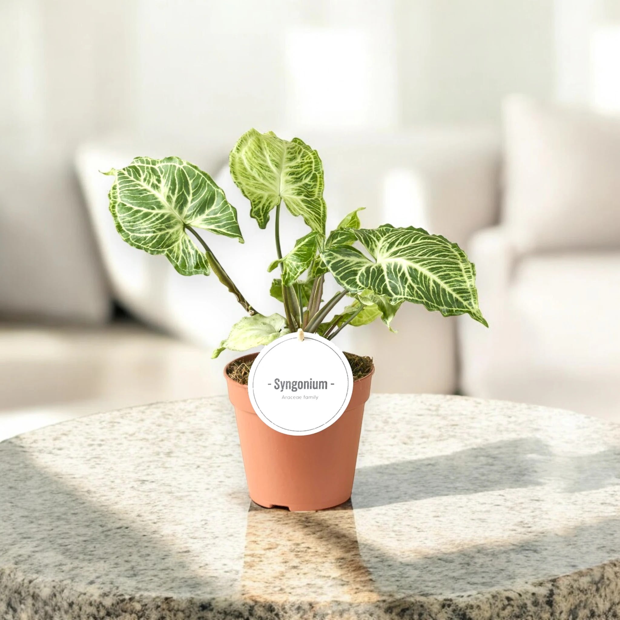 Syngonium 'Batik'