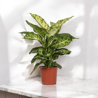 Dieffenbachia 'Mars'